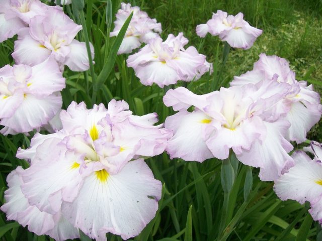 Ирис «Леди ин Вейтинг» ('Lady in Waiting') Ирис «Леди ин Вейтинг» ('Lady in Waiting')