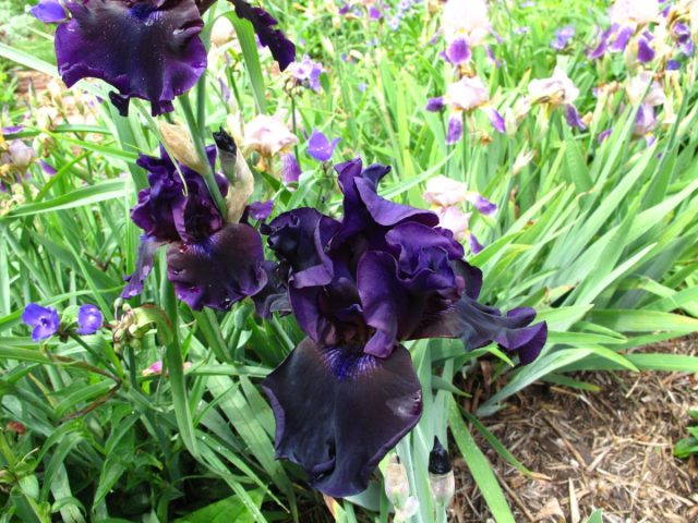 Ирис «Блэк Драгон» (Iris x hybrida 'Black Dragon') Ирис «Блэк Драгон» (Iris x hybrida 'Black Dragon')