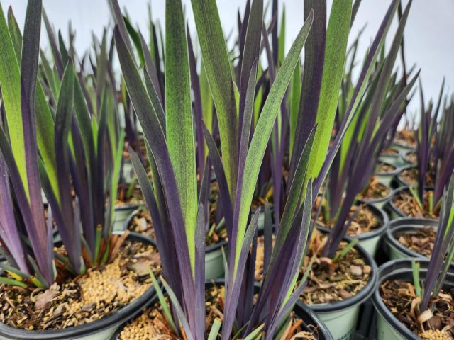 Ирис разноцветный «Пурпл Флейм» (Iris versicolor ’Purple Flame’) Ирис разноцветный «Пурпл Флейм» (Iris versicolor ’Purple Flame’)