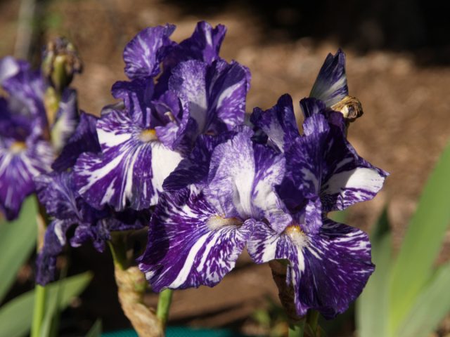 Ирис «Батик» ('Batik') Ирис «Батик» ('Batik')