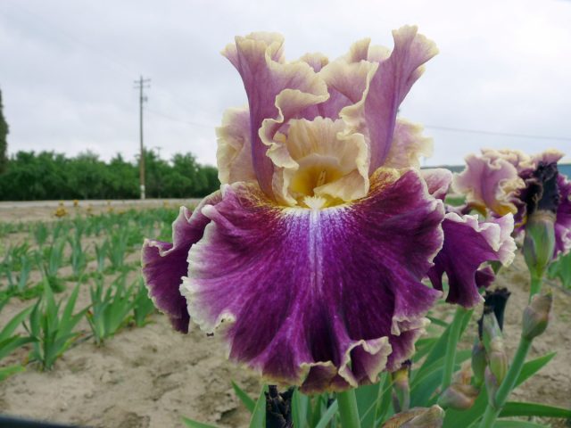 Ирис «Монтмартре» ('Montmartre') Ирис «Монтмартре» ('Montmartre')