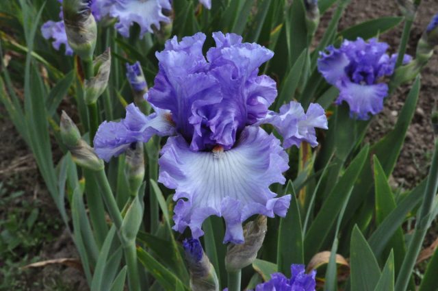 Ирис «Дельта Блюз» ('Delta Blues') Ирис «Дельта Блюз» ('Delta Blues')