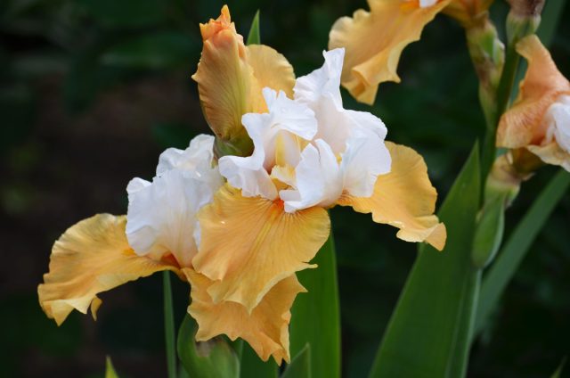 Ирис «Пампкин Чизкейк» ('Pumpkin Cheesecake') Ирис «Пампкин Чизкейк» ('Pumpkin Cheesecake')