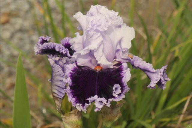 Ирис «Дарлинг Десепшион» ('Daring Deception') Ирис «Дарлинг Десепшион» ('Daring Deception')