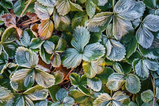 Можно ли спасти растения: оцениваем последствия заморозков