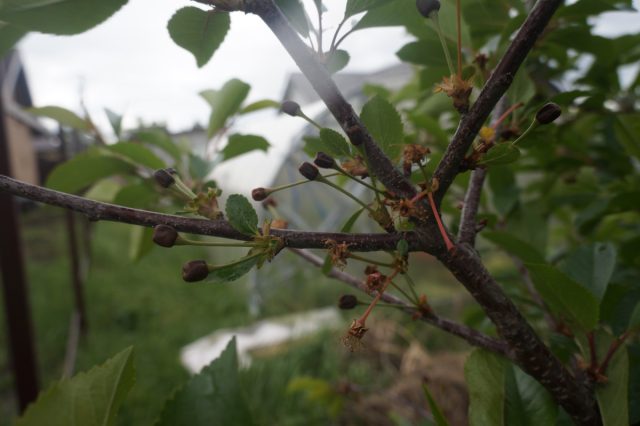 Цветки плодовых либо осыпаются, либо чернеют в центре, а завязи темнеют и опадают Цветки плодовых либо осыпаются, либо чернеют в центре, а завязи темнеют и опадают