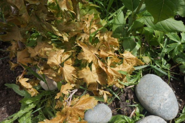 Особенно сильно пострадали катальпы, вся листва на них листва почернела и повисла. Побиты были и ясени, а также теплолюбивые клены Особенно сильно пострадали катальпы, вся листва на них листва почернела и повисла. Побиты были и ясени, а также теплолюбивые клены