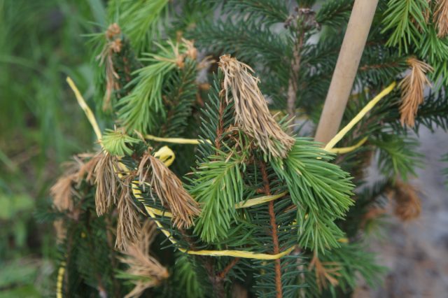 Заморозок способен погубить и приросты большинства хвойных Заморозок способен погубить и приросты большинства хвойных