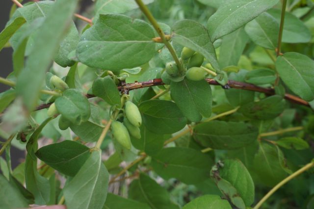 Среди ягод существуют холодостойкие культуры, в частности жимолость и голубика не теряют цветки даже в -6 градусов Среди ягод существуют холодостойкие культуры, в частности жимолость и голубика не теряют цветки даже в -6 градусов