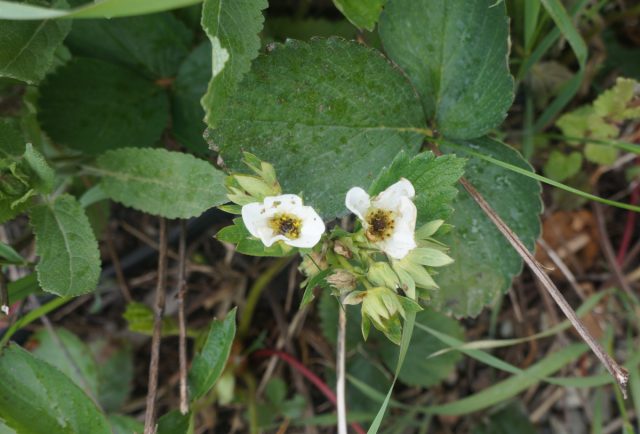 Определить замерзание клубники можно по сердцевине цветка - если она почернела, значит ягода формироваться не будет Определить замерзание клубники можно по сердцевине цветка - если она почернела, значит ягода формироваться не будет