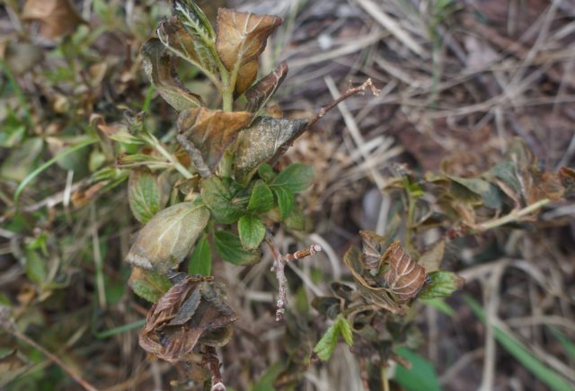 Из кустарников наиболее уязвимы к возвратному заморозку гортензии: крупнолистная и метельчатая Из кустарников наиболее уязвимы к возвратному заморозку гортензии: крупнолистная и метельчатая