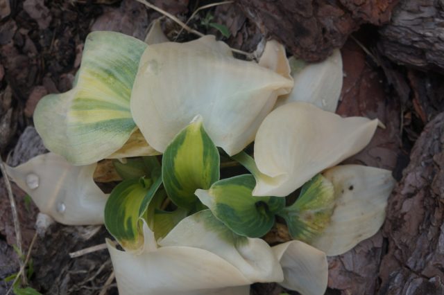 Из многолетних растений от заморозков сильнее всего страдают хосты Из многолетних растений от заморозков сильнее всего страдают хосты