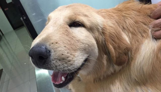 Если собаку ужалила пчела, то аккуратно можно вытащить жало пинцетом, а к месту укуса приложить компресс со льдом Если собаку ужалила пчела, то аккуратно можно вытащить жало пинцетом, а к месту укуса приложить компресс со льдом