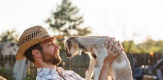 Правила выбора козлят при покупке - Козы, овцы и другой мелкий рогатый скот Правила выбора козлят при покупке