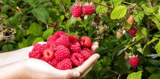 Приручаем малину: правила большого урожая даже с одного куста