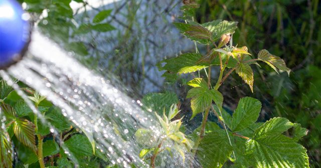 С началом созревания ягод и весь период плодоношения кусты малины нужно поливать регулярно