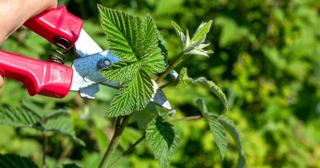 Обрезка – одна из важнейших процедур в уходе за малиной, во многом определяющая здоровье кустов и их дальнейшую урожайность