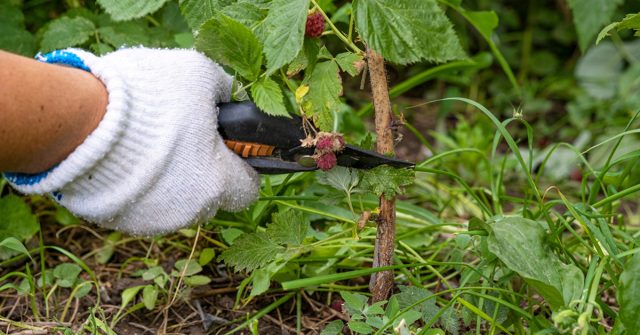 После первого плодоношения ремонтантной малины удаляются старые побеги, а свежие остаются на зимовку