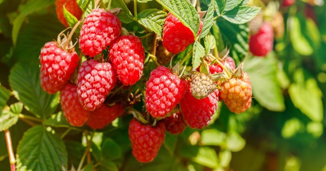 Если у вас нет времени и сил на уход за обширным малинником, лучше оставьте всего несколько кустов, но отнеситесь к ним с большим вниманием