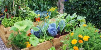 Смешанные посадки: лучшие и худшие соседи для огородных культур