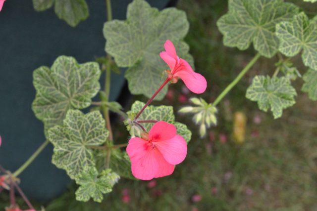 Пеларгония плющелистная «Крокодил» Пеларгония плющелистная «Крокодил»