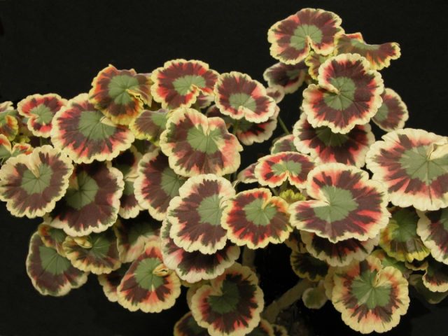 Пеларгония зональная «Миссис Квилтер» Пеларгония зональная «Миссис Квилтер»