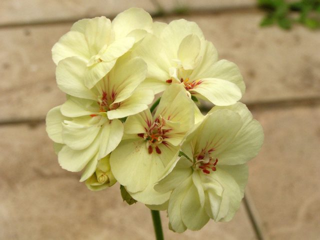 Пеларгония «Ботамс Сюрприз» Пеларгония «Ботамс Сюрприз»