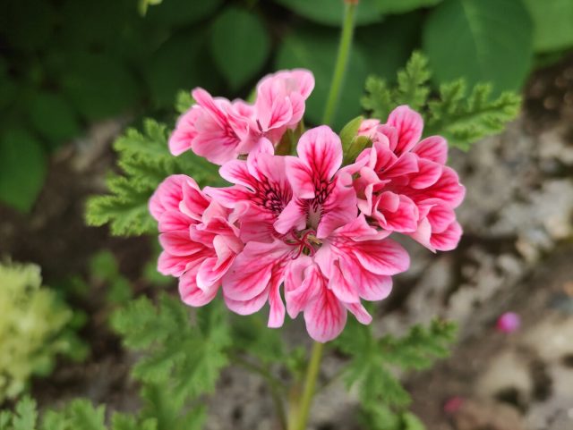 Пеларгония «Мунс Нинон» Пеларгония «Мунс Нинон»