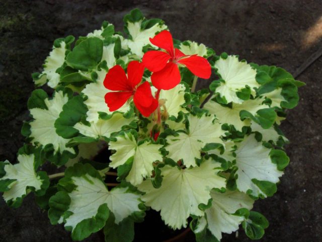 Пеларгония зональная «Фрик оф Нейча» Пеларгония зональная «Фрик оф Нейча»