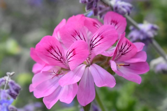 Пеларгония «Пинк Капитатум» Пеларгония «Пинк Капитатум»