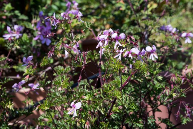 Пеларгония «Леди Скарборо» Пеларгония «Леди Скарборо»