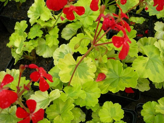 Пеларгония «Мэнглс Вариегатед» Пеларгония «Мэнглс Вариегатед»