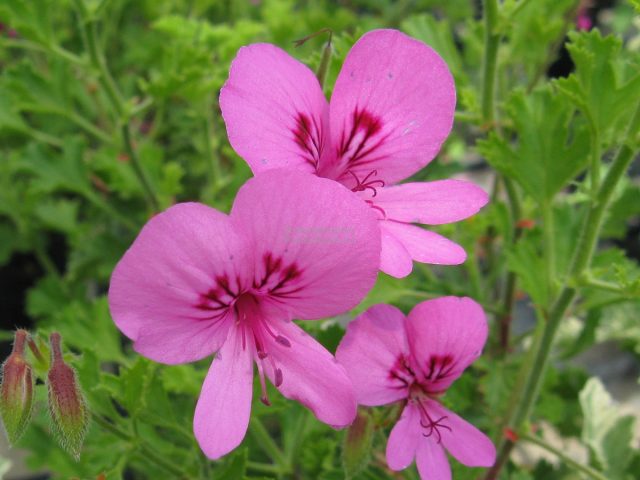 Пеларгония лимонно-желтая Пеларгония лимонно-желтая