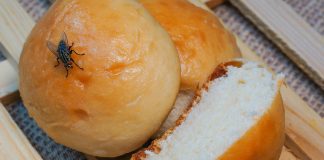 В чем опасность обычной мухи и как с ней эффективно бороться