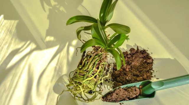 Корни у фаленопсиса особенные, зеленоватые, покрыты мягкой бархатистой тканью – веламеном Корни у фаленопсиса особенные, зеленоватые, покрыты мягкой бархатистой тканью – веламеном