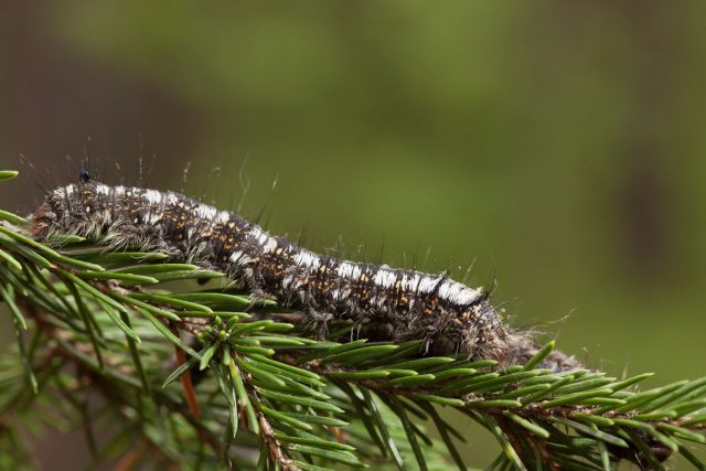 Гусеница сибирского шелкопряда (Dendrolimus sibiricus) Гусеница сибирского шелкопряда (Dendrolimus sibiricus)