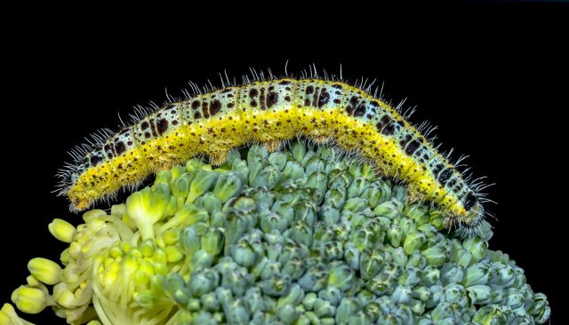Гусеница капустной белянки (Pieris brassicae) Гусеница капустной белянки (Pieris brassicae)