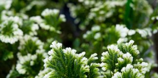 10 редких комнатных растений для уникальной коллекции