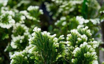 10 редких комнатных растений для уникальной коллекции 10 редких комнатных растений для уникальной коллекции