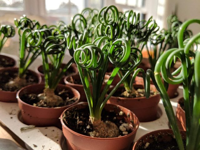 Удивительная листва альбуки спиральной (Albuca spiralis) станет современным структурным элементом любого интерьера. Удивительная листва альбуки спиральной (Albuca spiralis) станет современным структурным элементом любого интерьера.