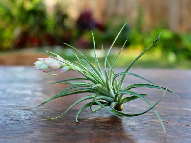 Тилландсии (Tillandsia) не нуждаются в субстрате, поэтому нередко их называют «атмосферными растениями» Тилландсии (Tillandsia) не нуждаются в субстрате, поэтому нередко их называют «атмосферными растениями»
