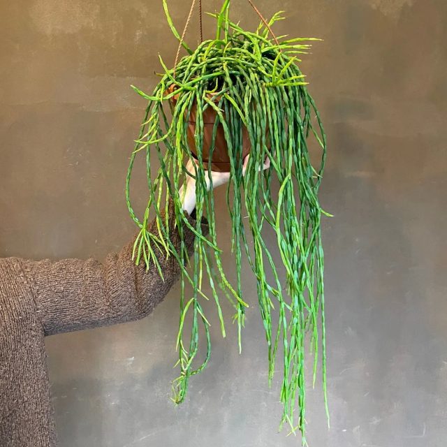 Для любителей кактусов прутовник (Rhipsalis paradoxa) просто необходим в коллекции. Для любителей кактусов прутовник (Rhipsalis paradoxa) просто необходим в коллекции.
