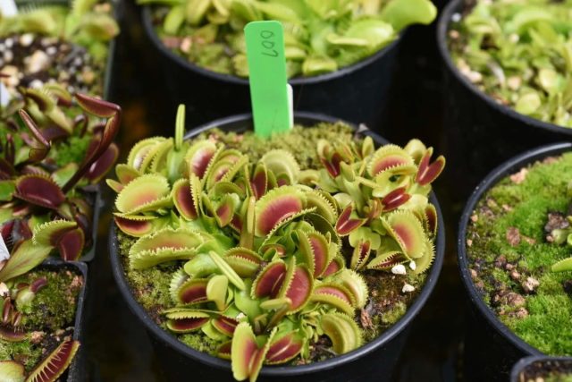 Ни одно хищное растение не имеет такой популярности как венерина мухоловка (Dionaea muscipula). Ни одно хищное растение не имеет такой популярности как венерина мухоловка (Dionaea muscipula).