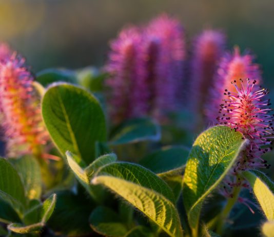 Аркто-монтанные ивы: карликовые деревья для сурового климата - Деревья Аркто-монтанные ивы: карликовые деревья для сурового климата