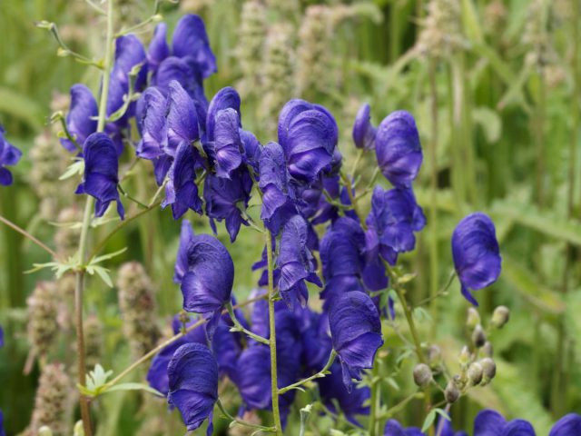 Цветник за один сезон: 10 быстрорастущих многолетних цветов