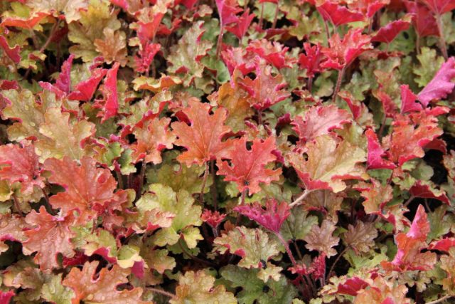 Гейхера «Джинджер Пич» ('Ginger Peach') или «Имбирный персик» — один из самых быстрорастущих сортов.