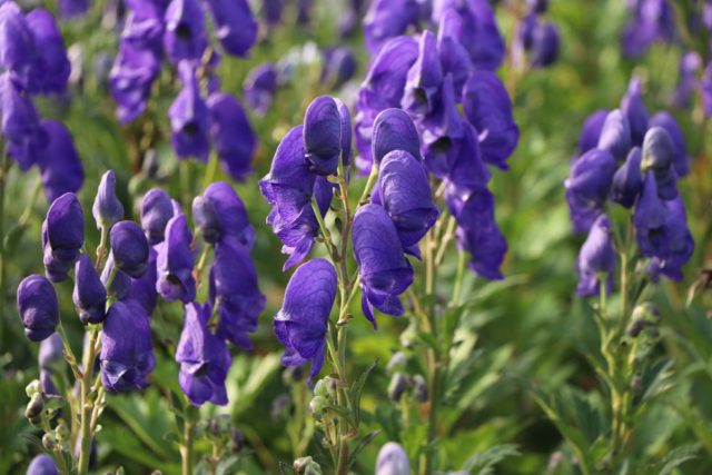 Не все виды аконита так быстро нарастают, но именно аконит Арендса можно отнести к быстрорастущим многолетним растениям.