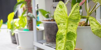 Филодендрон Параисо Верде — особенности растения и ухода