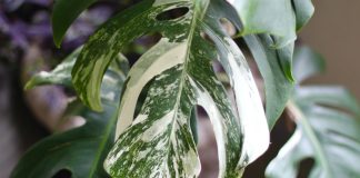 Как сохранить вариегатность у комнатных растений — секрет декоративности - Редкие и необычные Как сохранить вариегатность у комнатных растений — секрет декоративности