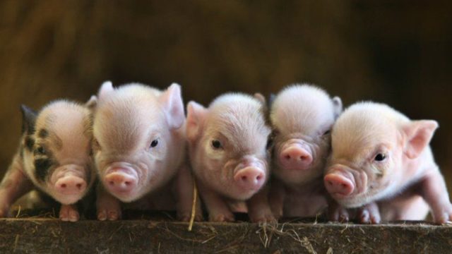 Если вы приобретаете молодняк для откорма на мясо или сало, то лучше выбирать животных из одного помёта, так как они лучше уживаются друг с другом Если вы приобретаете молодняк для откорма на мясо или сало, то лучше выбирать животных из одного помёта, так как они лучше уживаются друг с другом